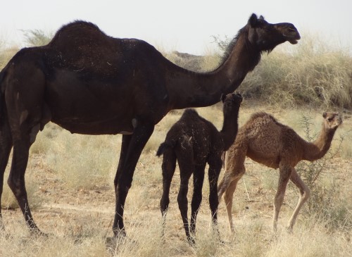 Bikaner Camel Safari Day Tours